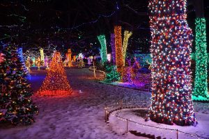 Beautiful Christmas Lights in Rhema Park